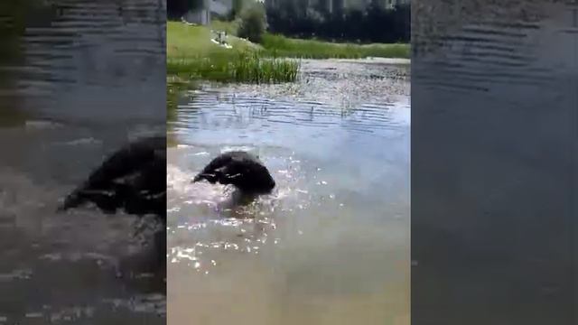 ЛАБРАДОР СОБАКА ЯКА ЛЮБИТЬ ВОДУ смотреть онлайн