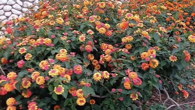 Лантана - кустарник с разноцветными цветами. Это Израиль, город Ашдод смотреть онлайн