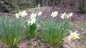 Нарцисс обыкновенный. Май 2023