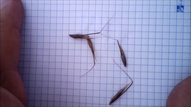 Удивительное рядом. Овсюг супер способность смотреть онлайн