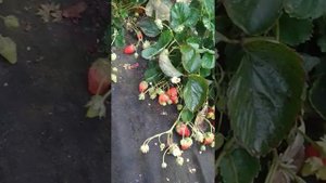 клубника луиза в сентябре