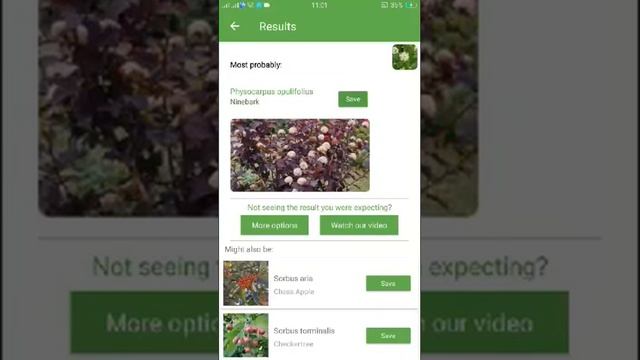 PlantSnap identifies a Ninebark (Physocarpus opulifolius)