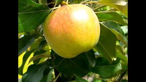 КАКИЕ СОРТА ЯБЛОНЬ ПОСАДИТЬ НА ДАЧЕ