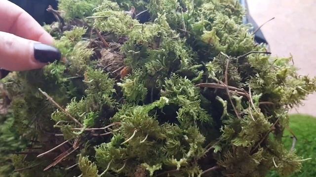 МОХ СФАГНУМ? смотреть онлайн