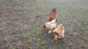 Брама палевая.