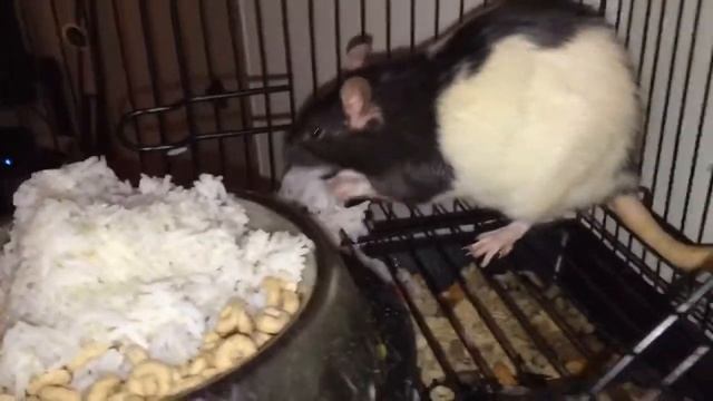 Крыски - готовимся к зиме смотреть онлайн