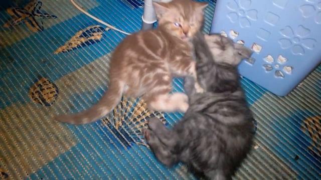 Самый милый котёнок на свете смотреть онлайн