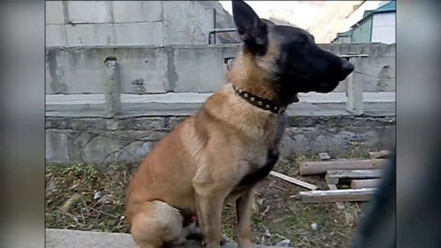 Нуцал и Грис . смотреть онлайн