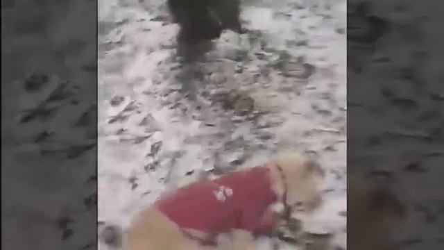 Семеныч