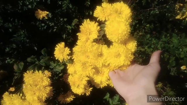 Хризантемы. Обзор сада в Сентябре 2020 года... Часть 2 смотреть онлайн