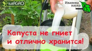 С этим средством КАПУСТА вяжет только крепкие кочаны даже в жару и в дождь. И слизни не страшны!