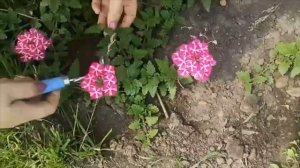 ВЫ ЗНАЕТЕ СЕКРЕТ ВЕРБЕНЫ?