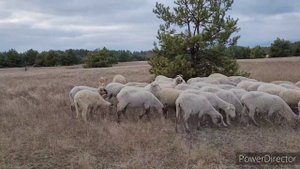 ДЦ Династия обучение пастушьих собак выпасу овец - щенок корги