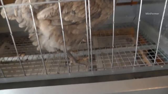 Грязные куриные яйца - причины.