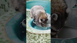 Планета Енотов в Люберцах