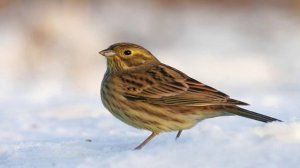 Пение птиц - Обыкновенная овсянка (желтоголовая или лимонная)