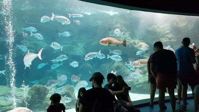 Аквариум Ираклион Крит смотреть онлайн