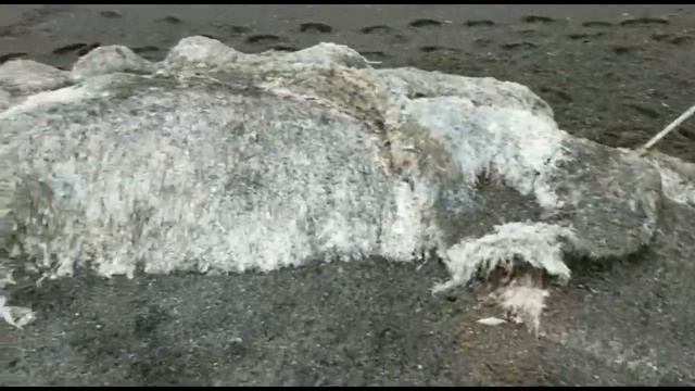 «Волосатый» монстр с побережья Камчатки. смотреть онлайн