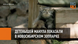 Детенышей манула показали в Новосибирском зоопарке