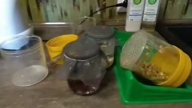 Как я проращиваю микрозелень. Анна Якуба 31.03.2020 Эко-Центр "Мечта" (Карпаты) смотреть онлайн