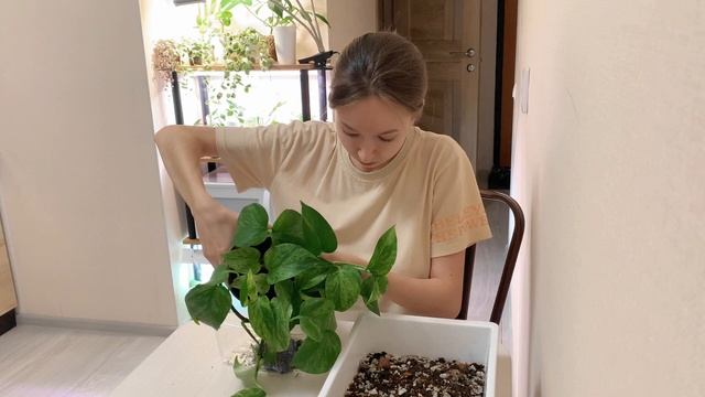 Возвращение домой. Обзор коллекции растений и пересадка эпипремнума смотреть онлайн