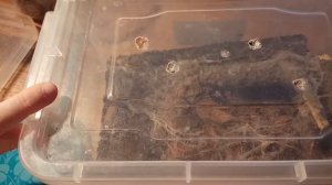 Новые пауки! Наконец то они появились! Обустройство террариума и заселение.