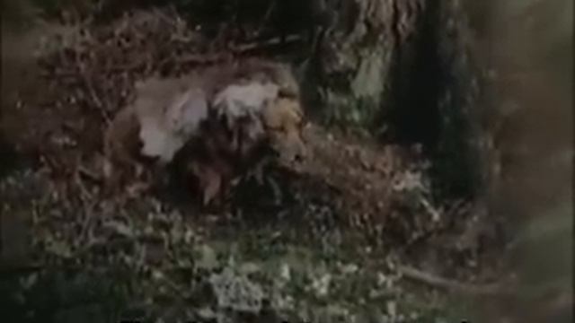 Caperucita Roja - Sketch de Monty Python