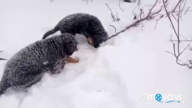 Прогулка. смотреть онлайн