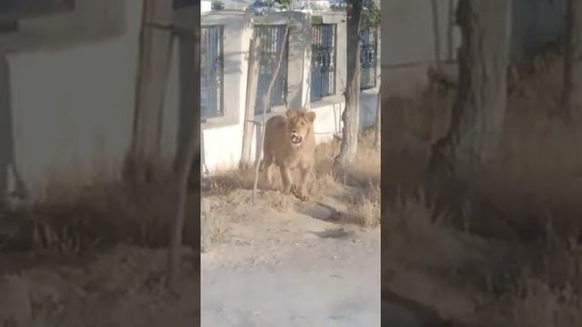 Льва поймали полицейские в Акшукуре смотреть онлайн