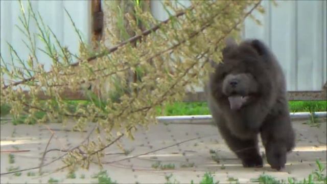 чау-чау Fay Sin Yunkee 4 5 мес смотреть онлайн