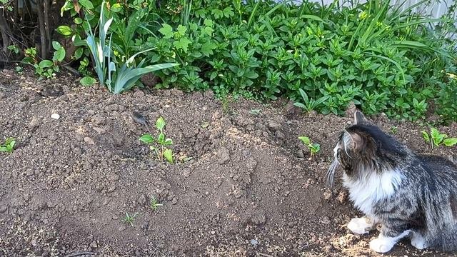 Кошки мышки