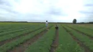 тепличный комплекс для выращивания рукколы