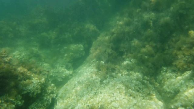 ОБЗОР И ТЕСТ АКВАБОКСА ДЛЯ ПОДВОДНОЙ СЪЁМКИ ULANZI OP-10 WATERPROOF FOR DJI OSMO POCKET смотреть онлайн