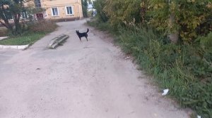 Фея влюблена в Черныша, однозначно 😍