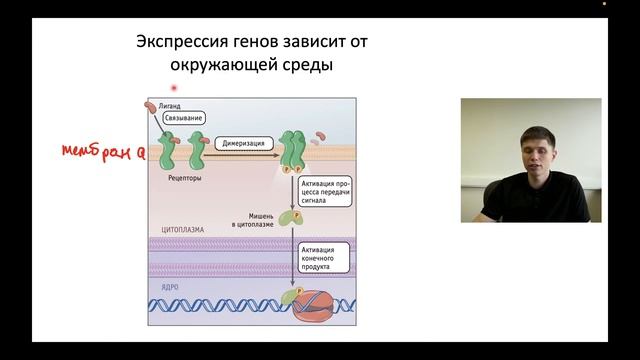 Как гены управляют нами  Занятие 3  Летняя школа Топскул