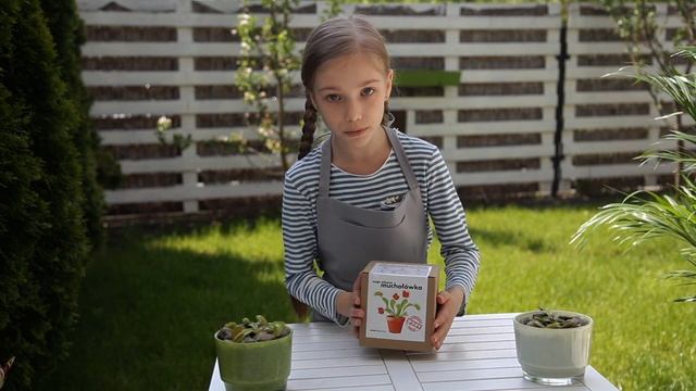 Цветок-хищник плотоядного растения Венерина мухоловка