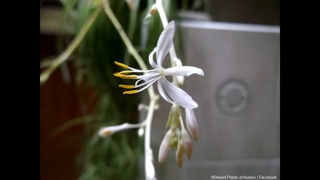 Chlorophytum comosum 'variegated' Spider plant in buds and flower смотреть онлайн