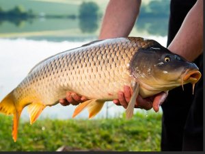 Какой слух у рыбы и Как он работает ?