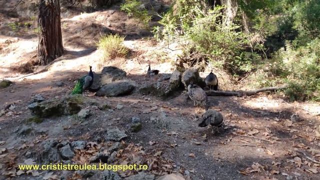 Pauni la Epta Piges-Seven Springs, Rhodos, Greece 2019 смотреть онлайн