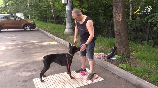 Дрессировка добермана Тильда, контакт с рукой по команде смотреть онлайн