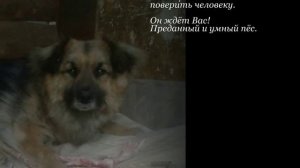 Бездомные собаки, выпуск 1 (Приют "Кот и пёс", Ижевск, Удмуртия). Каталог собак.