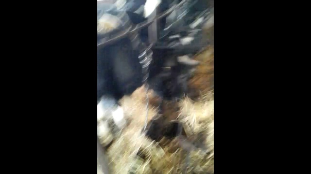 selling breeding heifers wholesale our contacts +79063333941. смотреть онлайн