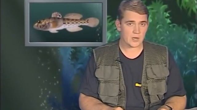 Бычок. "Рыбьи Портреты". смотреть онлайн