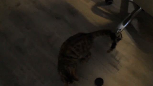 Кошка и крышка от фотоаппарата смотреть онлайн