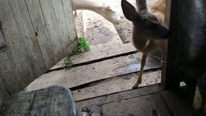 Козы и косуля. Утро.