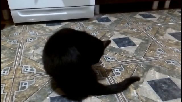 Котенок, который был бездомным смотреть онлайн