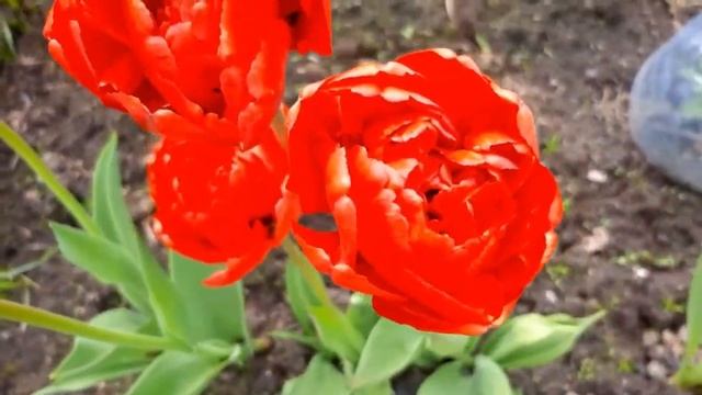 ДАЧНЫЙ БЛОГ. КРАСИВЫЕ ЦВЕТЫ В САДУ!/DACHA BLOG. BEAUTIFUL FLOWERS IN THE GARDEN!