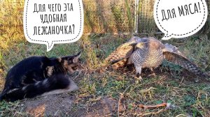 Кошка Морошка пришла на ужин к ястребу Клюкве