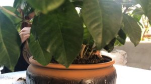 ОСОБЕННОСТИ УХОДА И ПЕРЕСАДКИ ГАРДЕНИИ ЖАСМИНОВИДНОЙ 4К