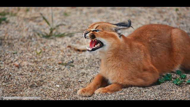 Звук маленького каракала агрессивно настроен.The sound of a small caracal (aggressively tuned)